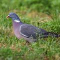 Ringeltaube (Columba palumbus)