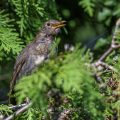 Amsel (Turdus merula) Weibchen sonnt sich in der Thuja