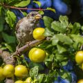 Haussperling (Passer domesticus) Weibchen frisst an Mirabelle