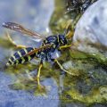 Haus-Feldwespe (Polistes dominula)