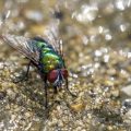 Goldfliege (Lucilia sericata)