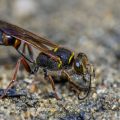 Orientalische Mauerwespe (Sceliphron curvatum) holt Baumaterial