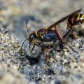 Orientalische Mauerwespe (Sceliphron curvatum) holt Baumaterial