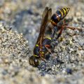 Orientalische Mauerwespe (Sceliphron curvatum) holt Baumaterial