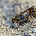 Orientalische Mauerwespe (Sceliphron curvatum) holt Baumaterial