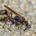 Orientalische Mauerwespe (Sceliphron curvatum)