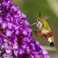 Hummelschwärmer (Hemaris fuciformis)