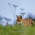 Rotfuchs (Vulpes vulpes)