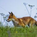 Rotfuchs (Vulpes vulpes)