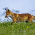 Rotfuchs (Vulpes vulpes)