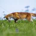 Rotfuchs (Vulpes vulpes)