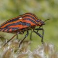 Streifenwanze (Graphosoma lineatum)