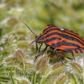 Streifenwanze (Graphosoma lineatum)