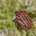Streifenwanze (Graphosoma lineatum)