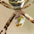 Wespenspinne (Argiope bruennichii) Stack mit 34 Bildern