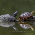Rotwangen- und Gelbbauchschmuckschildkröte