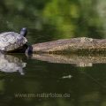 Teichhuhn (Gallinula chloropus) und Gelbbauch-Schmuckschildkröte