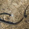 Ringelnatter (Natrix natrix) Verkehrsopfer
