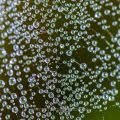 Spinnennetz mit Tautropfen