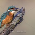 Eisvogel (Alcedo atthis)