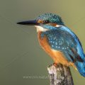 Eisvogel (Alcedo atthis)