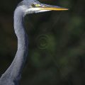 Graureiher (Ardea cinerea)