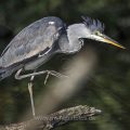 Graureiher (Ardea cinerea)