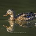 Stockente (Anas platyrhynchos) Weibchen