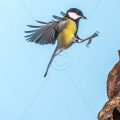 Kohlmeise (parus major) Auslösung hinter der Lichtschranke