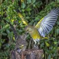Grünfinken (Carduelis chloris) streiten sich
