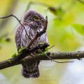 Sperlingskauz (Glaucidium passerinum)
