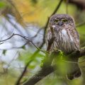Sperlingskauz (Glaucidium passerinum)