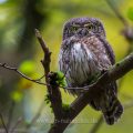 Sperlingskauz (Glaucidium passerinum)