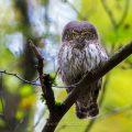 Sperlingskauz (Glaucidium passerinum)