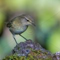 Zilpzalp (Phylloscopus collybita)