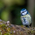 Blaumeise (Cyanistes caeruleus)