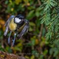 Kohlmeise (parus major)
