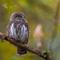 Sperlingskauz (Glaucidium passerinum)
