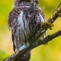 Sperlingskauz (Glaucidium passerinum)