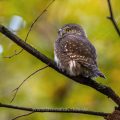 Sperlingskauz (Glaucidium passerinum)