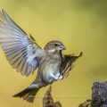 Grünfink (Carduelis chloris) im Landeanflug