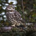 Steinkauz (Athene noctua)