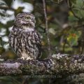 Steinkauz (Athene noctua)