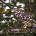 Steinkauz (Athene noctua)