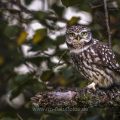 Steinkauz (Athene noctua)