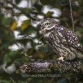 Steinkauz (Athene noctua)