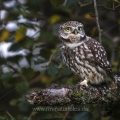 Steinkauz (Athene noctua)