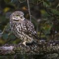 Steinkauz (Athene noctua)
