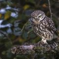Steinkauz (Athene noctua)
