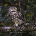 Steinkauz (Athene noctua)